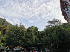 -西双版纳原始森林公园