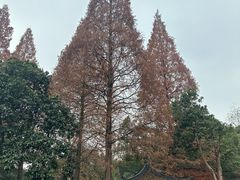 -杭州植物园