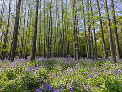 -上海共青森林公园