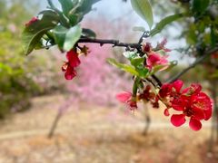 -武汉紫薇都市田园