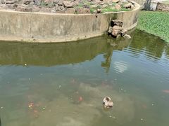 -合肥野生动物园