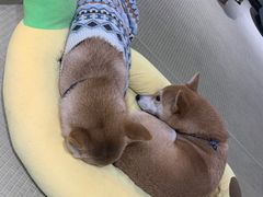 -逗柴咖啡屋·狗咖猫咖宠物桌游