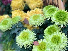-燕郊植物园