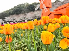 -苏州上方山国家森林公园