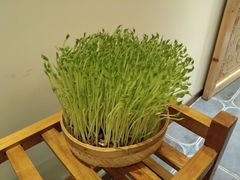 鲜豆苗-廣順興(天明路店)