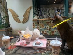 -喵屿·大理花园猫咖