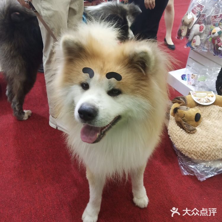 宠物展也太好吸猫撸狗了！[亲亲][亲亲][亲亲]