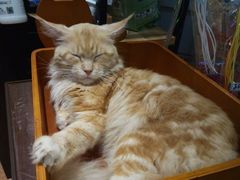 -more than meow吴止猫主题餐厅(承德 中船汇店)