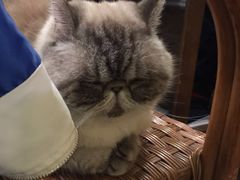 -猫色咖啡·猫咖