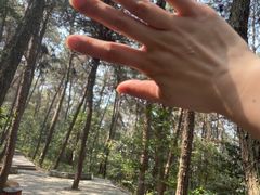 -铁山坪森林公园