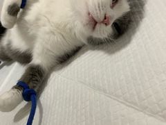 -灵美宠物诊所