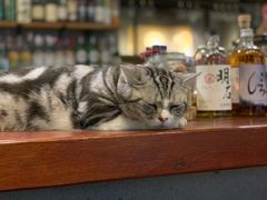 -咖法森林·咖啡  酒吧(天河店)