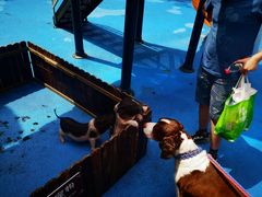 -上海崇明金茂凯悦酒店