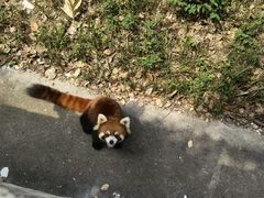 -合肥野生动物园