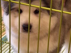 -Let's go狗咖·猫咖·奶狗·桌游(春熙路IFS店)