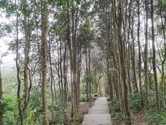 -深圳仙湖植物园