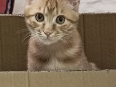 -纳吉亚猫专科动物诊疗中心(蒋宅口分院)