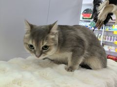 -爱洗澡的猫(望京店)