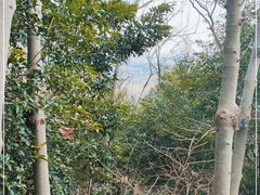 -上海佘山国家森林公园天马山园