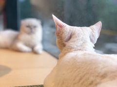 -CAT’S MEWSTAR CAFE·喵星球猫屋(晴湾咖啡店)