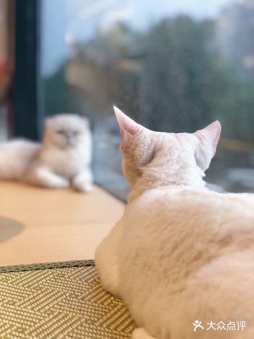 CAT’S MEWSTAR CAFE·喵星球猫屋(晴湾咖啡店)图片
