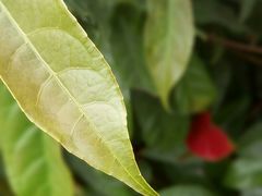 景点-铁山坪森林公园