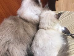 -楼上猫咖(罗湖店)