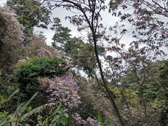 -梧桐山风景名胜区