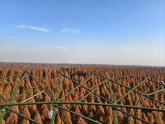 -黄海国家森林公园