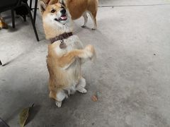 -柴犬高等学院·狗咖·柴犬售卖·宠物训练