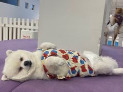 -怪兽屋·羊驼·猫咖·狗咖(俊华广场店)