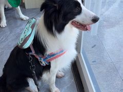 -芭比堂动物医院·CT·微创中心(新顺分院)