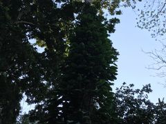 -关西瀑布