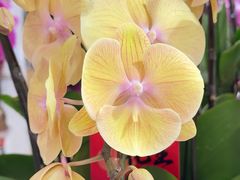 -双季花艺园艺市场(浦东店)