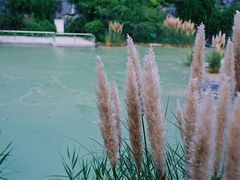 -吴淞炮台湾湿地森林公园烧烤区