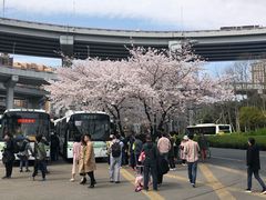 -上海南浦大桥长途旅游客运站