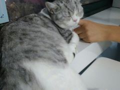 -喵的天空名猫咖啡馆·撸猫·猫舍·用品