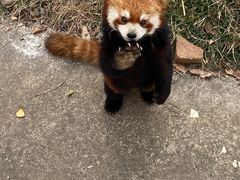 -合肥野生动物园