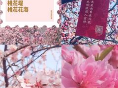 -桃花堤公园
