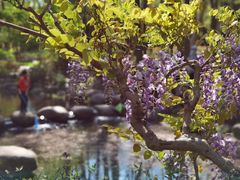 -上海共青森林公园