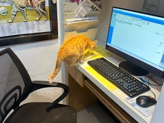 -御宝贝·A梦猫科宠物医院(国际猫友好医院)