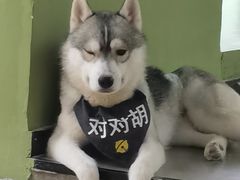 -Husky Go! 哈士奇体验馆·宠物咖啡厅狗咖
