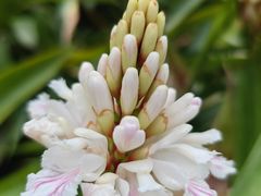 -中国科学院华南植物园