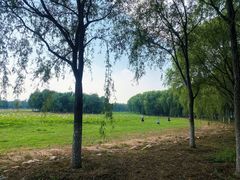 -东郊湿地公园