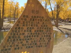 -金塔沙漠胡杨林景区