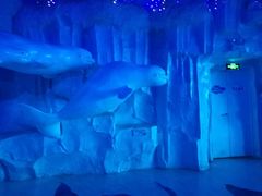 -芜湖新华联大白鲸海洋公园