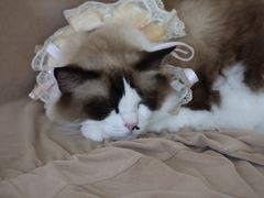 -怪兽屋·羊驼·猫咖·狗咖(俊华广场店)