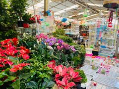 -曲阳花鸟市场(曲阳路店)