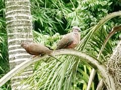 -福建鲤鱼洲酒店