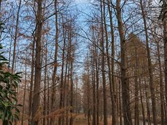 -上海长兴岛郊野公园
